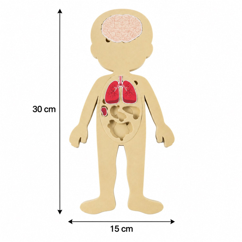 Anatomy puzzle size guide