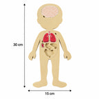 Anatomy puzzle size guide