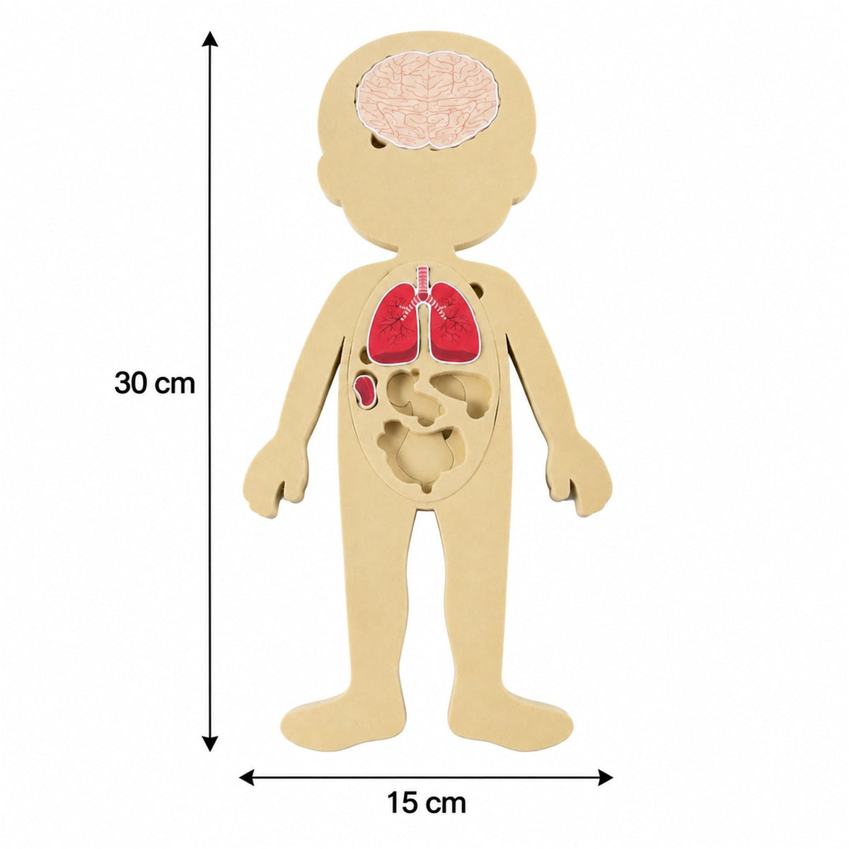 Anatomy puzzle size guide