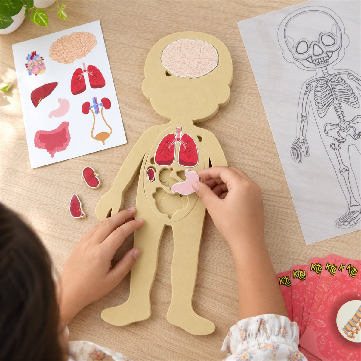 Anatomy puzzle white bg